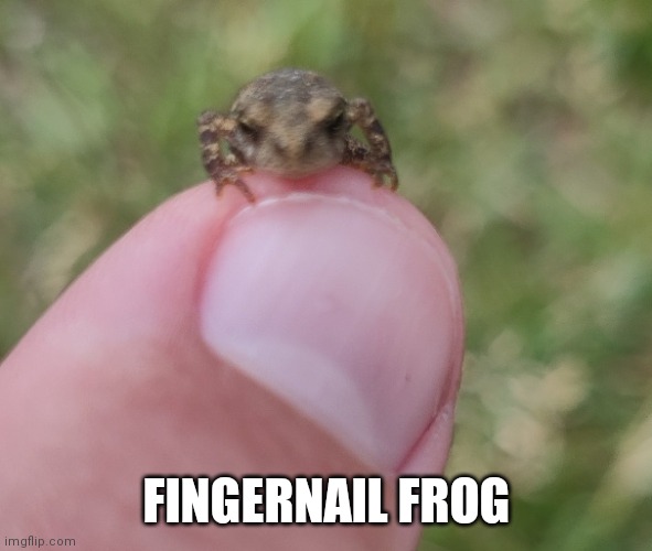 FINGERNAIL FROG | made w/ Imgflip meme maker