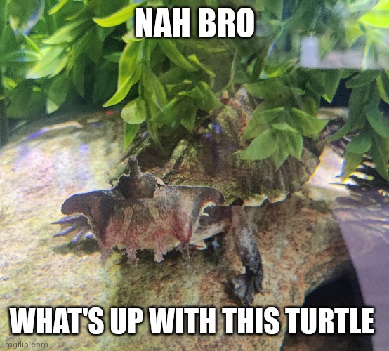 NAH BRO; WHAT'S UP WITH THIS TURTLE | made w/ Imgflip meme maker