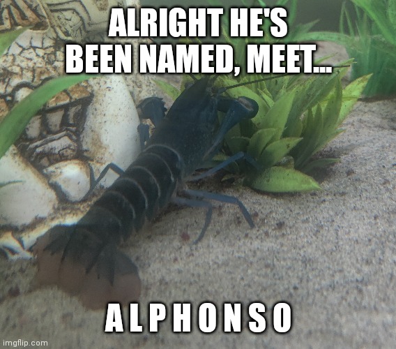 ALRIGHT HE'S BEEN NAMED, MEET... A L P H O N S O | made w/ Imgflip meme maker