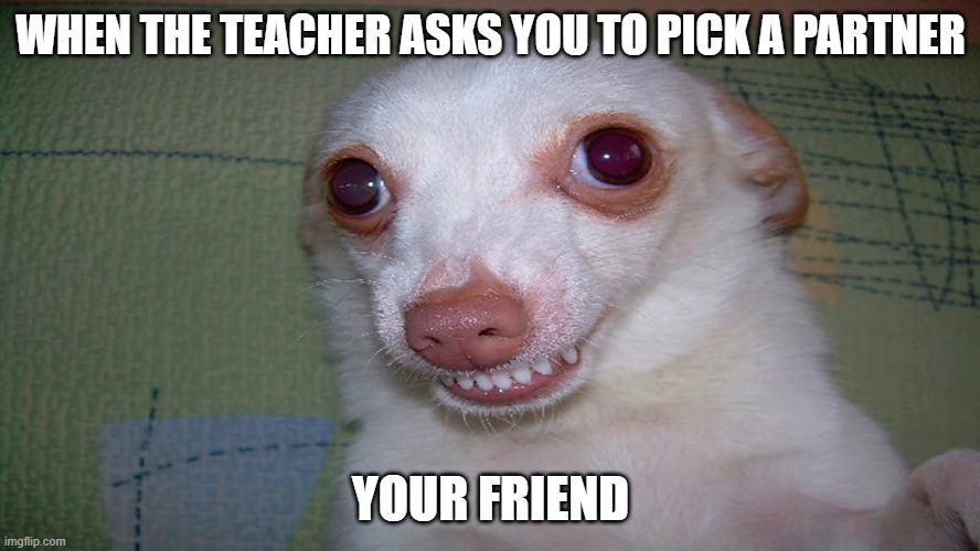 Partners | WHEN THE TEACHER ASKS YOU TO PICK A PARTNER; YOUR FRIEND | image tagged in dog | made w/ Imgflip meme maker