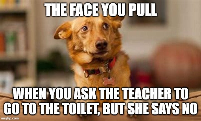 True Pain | THE FACE YOU PULL; WHEN YOU ASK THE TEACHER TO GO TO THE TOILET, BUT SHE SAYS NO | image tagged in dog | made w/ Imgflip meme maker