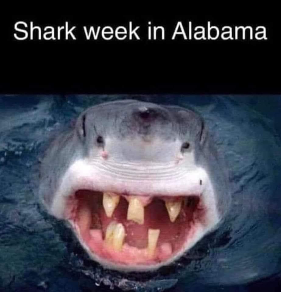 Shark week in Alabama Blank Meme Template