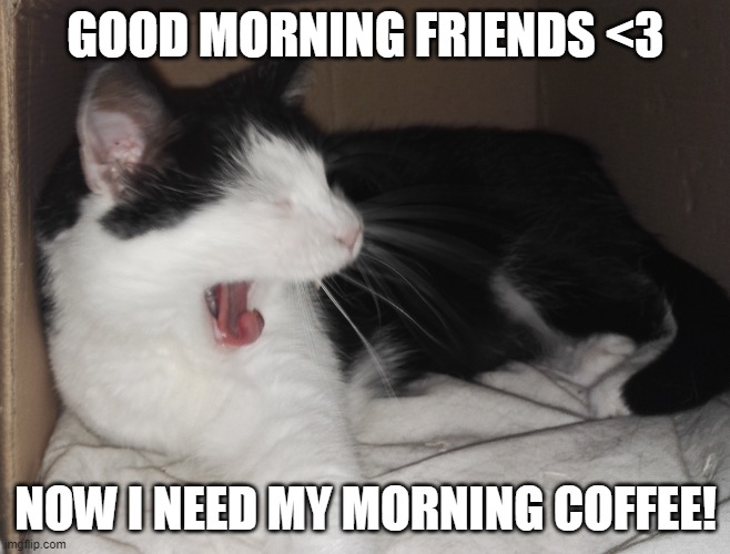 yawning cat | GOOD MORNING FRIENDS <3; NOW I NEED MY MORNING COFFEE! | image tagged in yawning,cat,morning | made w/ Imgflip meme maker