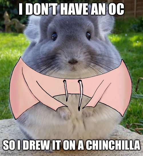 I DON’T HAVE AN OC; SO I DREW IT ON A CHINCHILLA | made w/ Imgflip meme maker