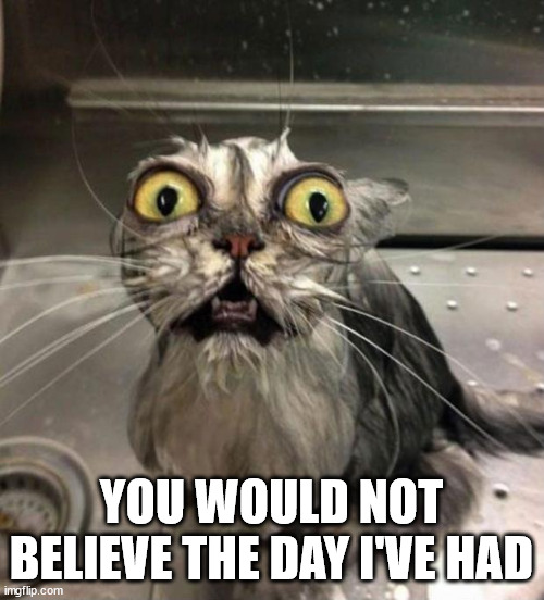 Astonished Wet Cat | YOU WOULD NOT BELIEVE THE DAY I'VE HAD | image tagged in astonished wet cat | made w/ Imgflip meme maker