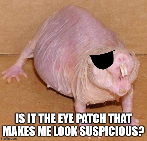 naked mole rat | IS IT THE EYE PATCH THAT MAKES ME LOOK SUSPICIOUS? | image tagged in naked mole rat | made w/ Imgflip meme maker