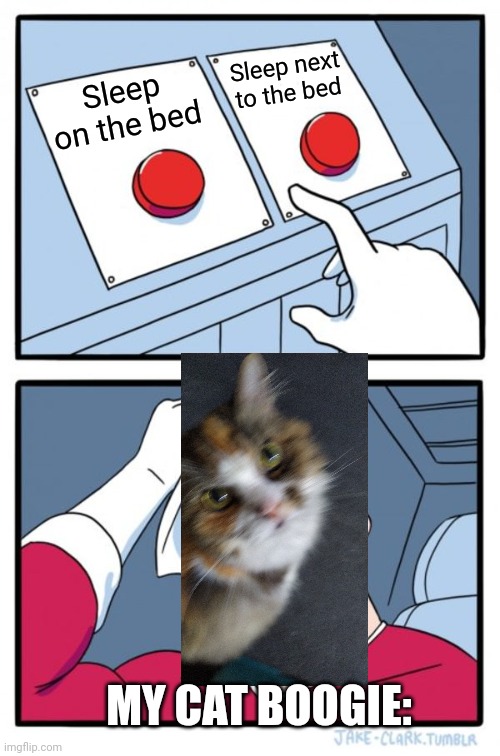 My cat cannot decide | Sleep next to the bed; Sleep on the bed; MY CAT BOOGIE: | image tagged in memes,two buttons | made w/ Imgflip meme maker
