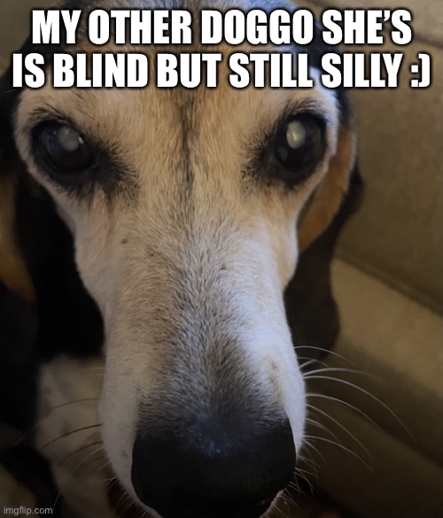 My old baby | MY OTHER DOGGO SHE’S IS BLIND BUT STILL SILLY :) | image tagged in my senior doggo | made w/ Imgflip meme maker