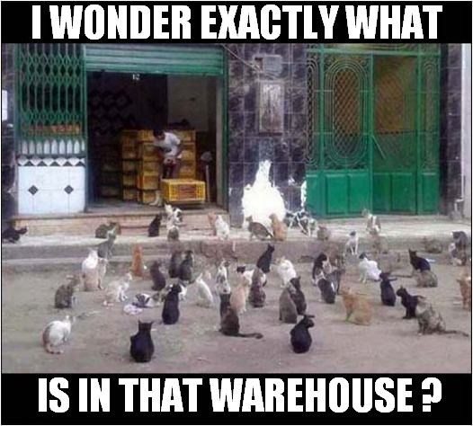 A Suspicious Gathering Of Cats ! | I WONDER EXACTLY WHAT; IS IN THAT WAREHOUSE ? | image tagged in cats,suspicious,gathering,warehouse | made w/ Imgflip meme maker