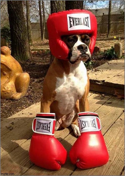 A Boxer Boxer ! | image tagged in dogs,boxer,visual pun | made w/ Imgflip meme maker