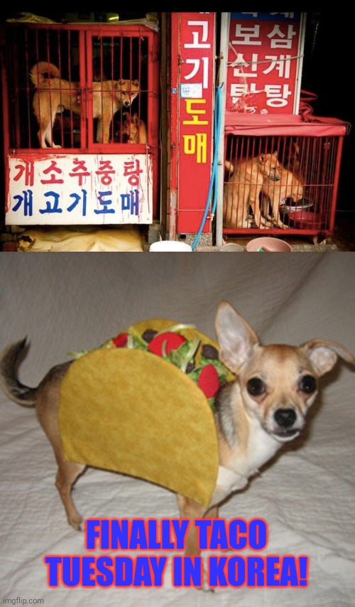 Nom nom nom | FINALLY TACO TUESDAY IN KOREA! | image tagged in taco tuesday,nom nom nom,doge,meat | made w/ Imgflip meme maker