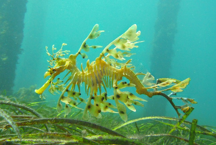 Leafy Sea Dragon | image tagged in awesome,pics,photography | made w/ Imgflip meme maker