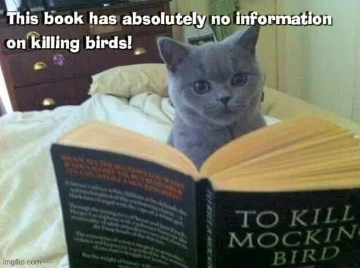 To Kill a Mockingbird | image tagged in to kill a mockingbird | made w/ Imgflip meme maker