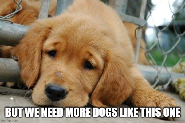 sad puppy | BUT WE NEED MORE DOGS LIKE THIS ONE | image tagged in sad puppy | made w/ Imgflip meme maker