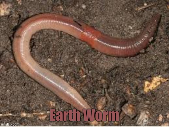 earthworm | Earth Worm | image tagged in earthworm | made w/ Imgflip meme maker