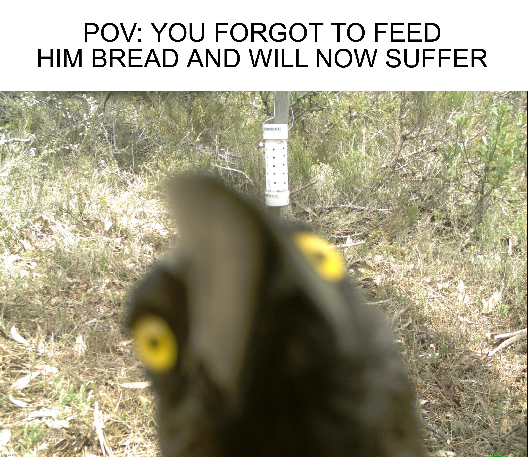 Oh no | POV: YOU FORGOT TO FEED HIM BREAD AND WILL NOW SUFFER | image tagged in memes,funny,oh no,crow,uh oh,bread | made w/ Imgflip meme maker