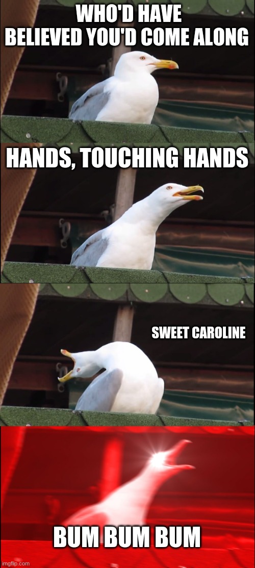 Inhaling Seagull | WHO'D HAVE BELIEVED YOU'D COME ALONG; HANDS, TOUCHING HANDS; SWEET CAROLINE; BUM BUM BUM | image tagged in memes,inhaling seagull | made w/ Imgflip meme maker