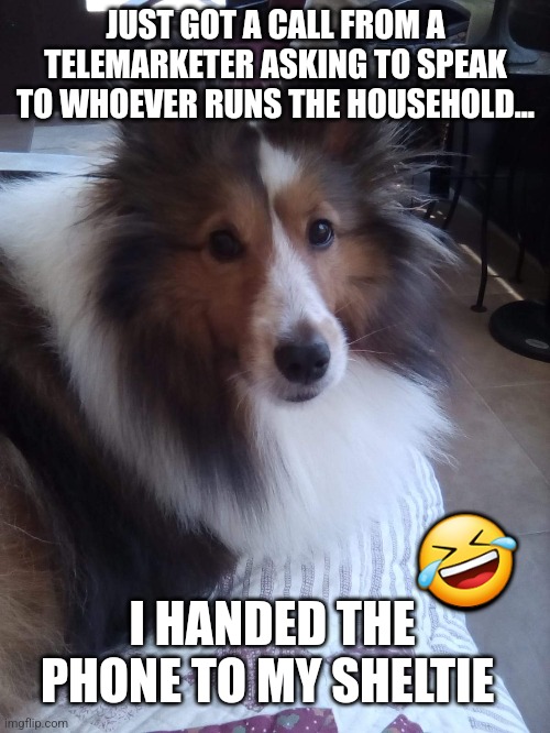 Telemarketer and Sheltie |  JUST GOT A CALL FROM A TELEMARKETER ASKING TO SPEAK TO WHOEVER RUNS THE HOUSEHOLD... 🤣; I HANDED THE PHONE TO MY SHELTIE | image tagged in head of household,sheltie,phone,telemarketer,joke | made w/ Imgflip meme maker