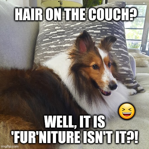 Hair on the Couch | HAIR ON THE COUCH? 😆; WELL, IT IS 'FUR'NITURE ISN'T IT?! | image tagged in sheltie,furniture,hair | made w/ Imgflip meme maker