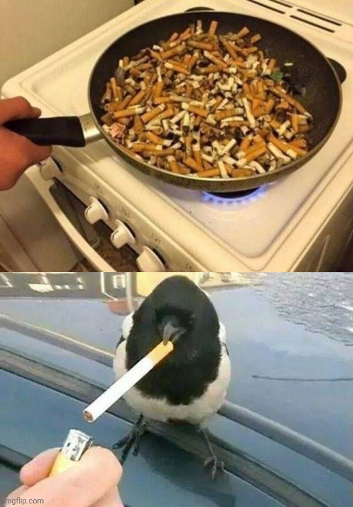 Cooking cigarettes | image tagged in piebald crow smoking a cigarette,cooking,cigarettes,cursed image,memes,frying pan | made w/ Imgflip meme maker