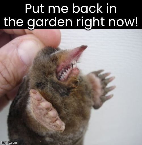 Put me back in the garden right now! | made w/ Imgflip meme maker