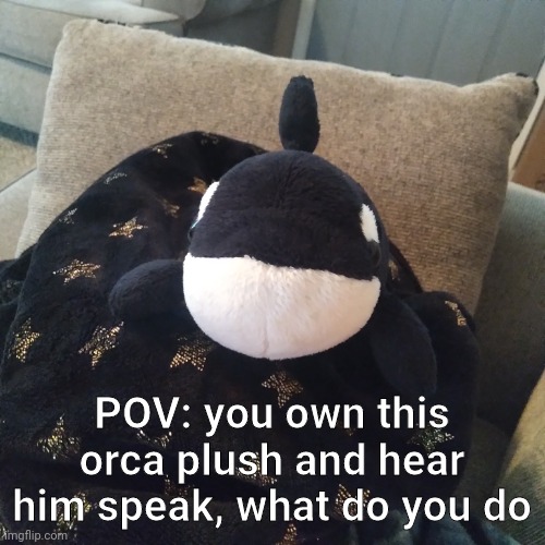 POV: you own this orca plush and hear him speak, what do you do | made w/ Imgflip meme maker