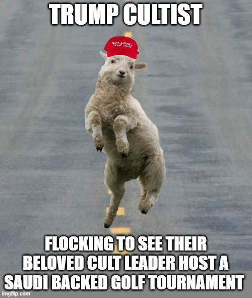Happy sheep | TRUMP CULTIST; FLOCKING TO SEE THEIR BELOVED CULT LEADER HOST A SAUDI BACKED GOLF TOURNAMENT | image tagged in happy sheep,politcs | made w/ Imgflip meme maker