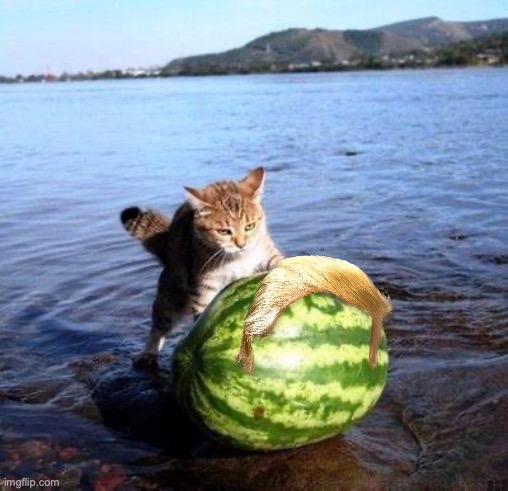 Argument invalid watermelon cat | image tagged in argument invalid watermelon cat | made w/ Imgflip meme maker