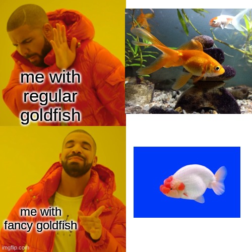 This is totally me | me with regular goldfish; me with fancy goldfish | image tagged in memes,drake hotline bling | made w/ Imgflip meme maker
