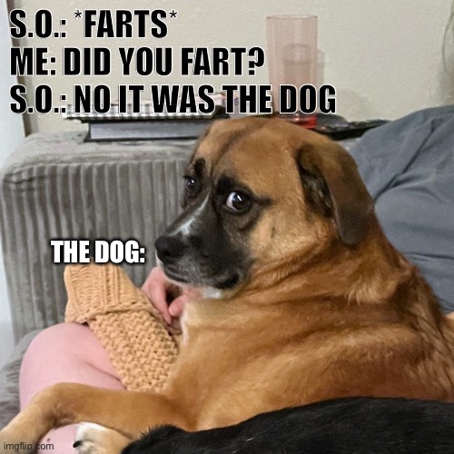 SO Blames Dog Fart |  S.O.: *FARTS*
ME: DID YOU FART?
S.O.: NO IT WAS THE DOG; THE DOG: | image tagged in dogs,funny dogs,suspicious,spouse,fart jokes,cute dog | made w/ Imgflip meme maker