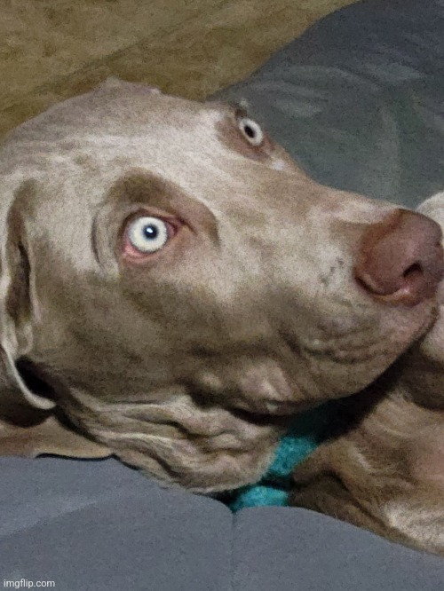 Dog | made w/ Imgflip meme maker