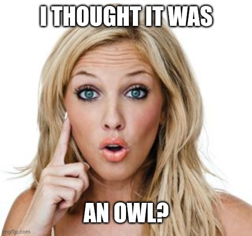 Dumb blonde | I THOUGHT IT WAS AN OWL? | image tagged in dumb blonde | made w/ Imgflip meme maker