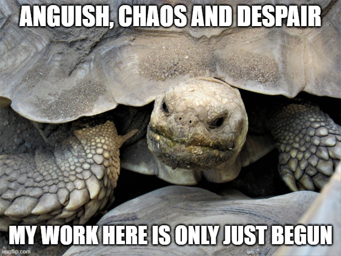 grumpy tortoise | ANGUISH, CHAOS AND DESPAIR MY WORK HERE IS ONLY JUST BEGUN | image tagged in grumpy tortoise | made w/ Imgflip meme maker
