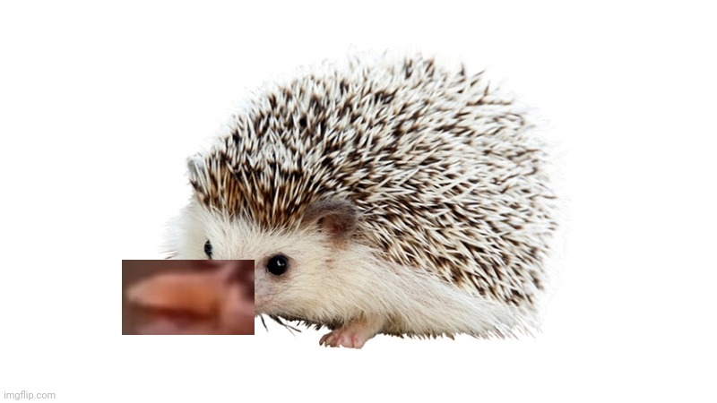 carl the hedgehog | image tagged in carl the hedgehog | made w/ Imgflip meme maker