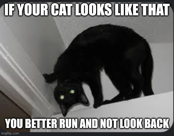 Do u like my cat? | IF YOUR CAT LOOKS LIKE THAT; YOU BETTER RUN AND NOT LOOK BACK | image tagged in possessed | made w/ Imgflip meme maker