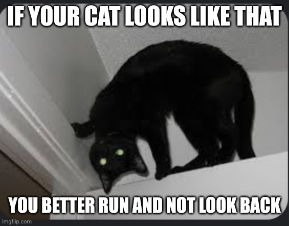 Do U Like My Cat Imgflip