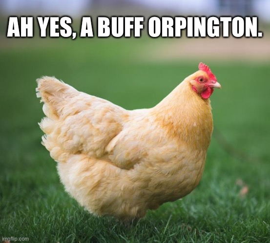 Buff orpingtons are great | AH YES, A BUFF ORPINGTON. | image tagged in buff orpington chicken,memes,animals,chickens,cute | made w/ Imgflip meme maker