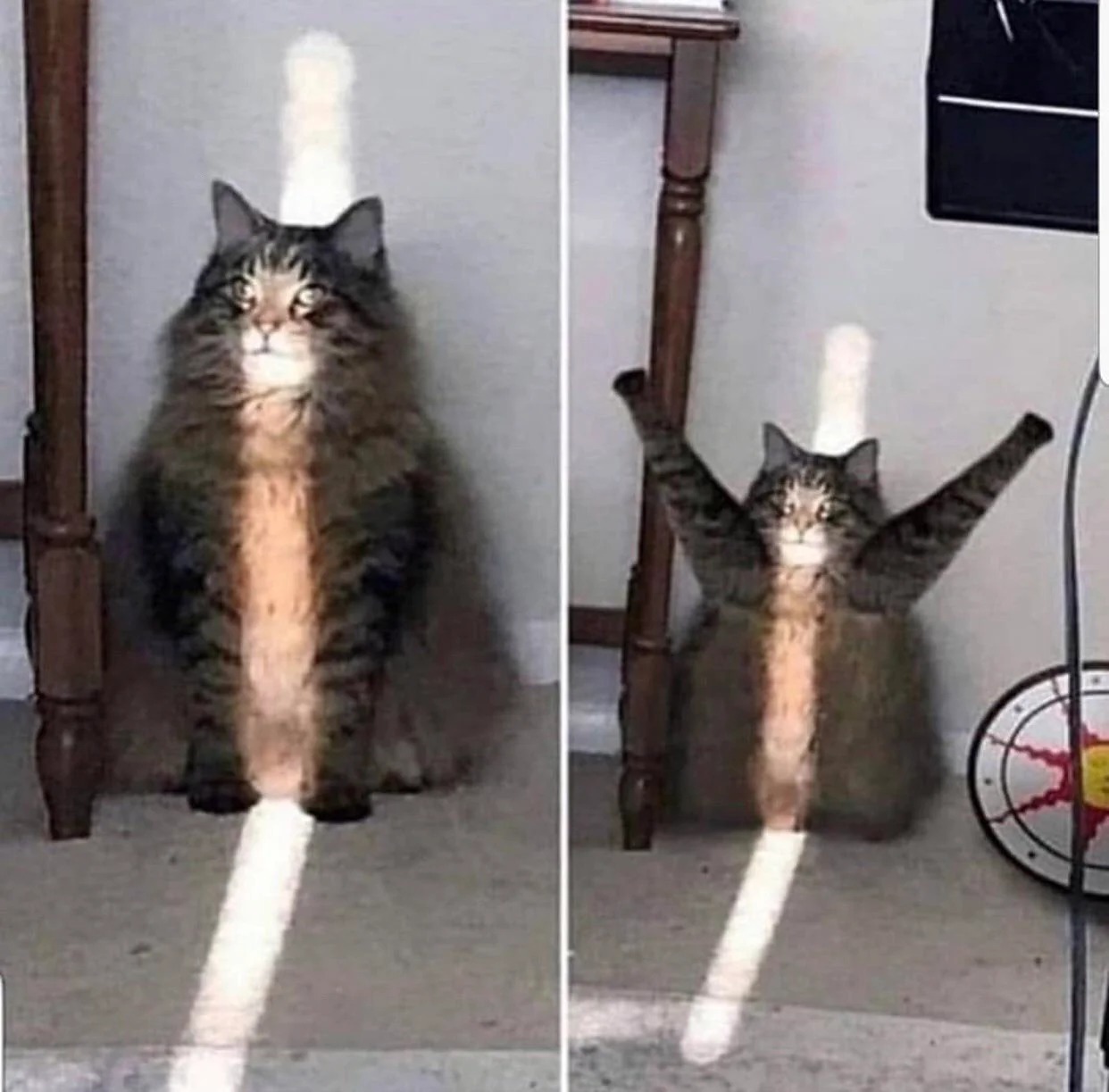 light cat Blank Meme Template