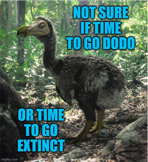 Not sure If Time To Go Dodo Or Time To Go Extinct | NOT SURE IF TIME TO GO DODO; OR TIME TO GO EXTINCT | image tagged in dodo | made w/ Imgflip meme maker
