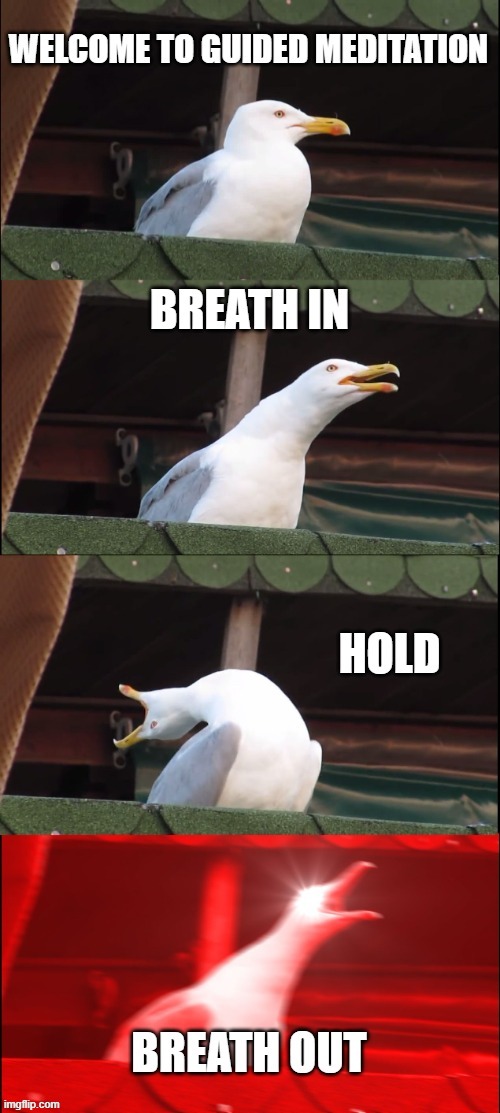 Guided meditation | image tagged in seagull,inhaling seagull,funny,best memes,good memes,fun | made w/ Imgflip meme maker