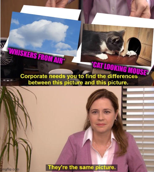 -Funny stuff. |  *WHISKERS FROM AIR*; *CAT LOOKING MOUSE* | image tagged in memes,they're the same picture,cute cat,mouse,white house,totally looks like | made w/ Imgflip meme maker