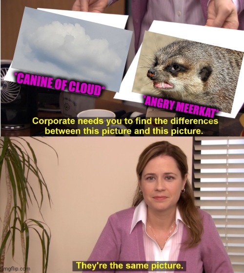 -Digging sand. | *CANINE OF CLOUD*; *ANGRY MEERKAT* | image tagged in memes,they're the same picture,meerkat,angry,totally looks like,cute animals | made w/ Imgflip meme maker