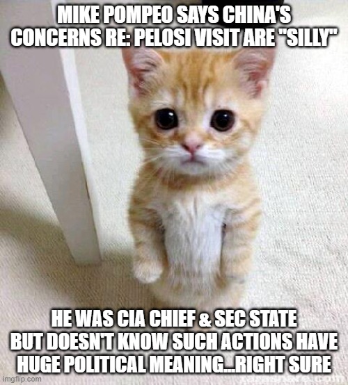 silly not |  MIKE POMPEO SAYS CHINA'S CONCERNS RE: PELOSI VISIT ARE "SILLY"; HE WAS CIA CHIEF & SEC STATE BUT DOESN'T KNOW SUCH ACTIONS HAVE HUGE POLITICAL MEANING...RIGHT SURE | image tagged in memes,cute cat | made w/ Imgflip meme maker