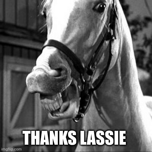 Mr. Ed | THANKS LASSIE | image tagged in mr ed | made w/ Imgflip meme maker