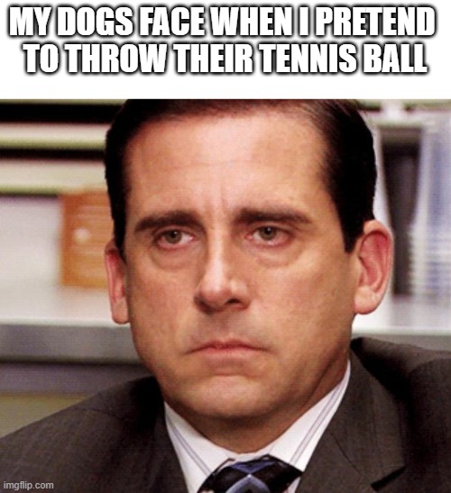 fetch meme |  MY DOGS FACE WHEN I PRETEND 
TO THROW THEIR TENNIS BALL | image tagged in steve carell staring face,dog,dog memes,steve carell,steve carell banana | made w/ Imgflip meme maker