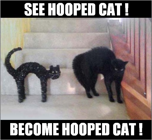 Hissing Sound ! | SEE HOOPED CAT ! BECOME HOOPED CAT ! | image tagged in cats,hooped,hissing | made w/ Imgflip meme maker