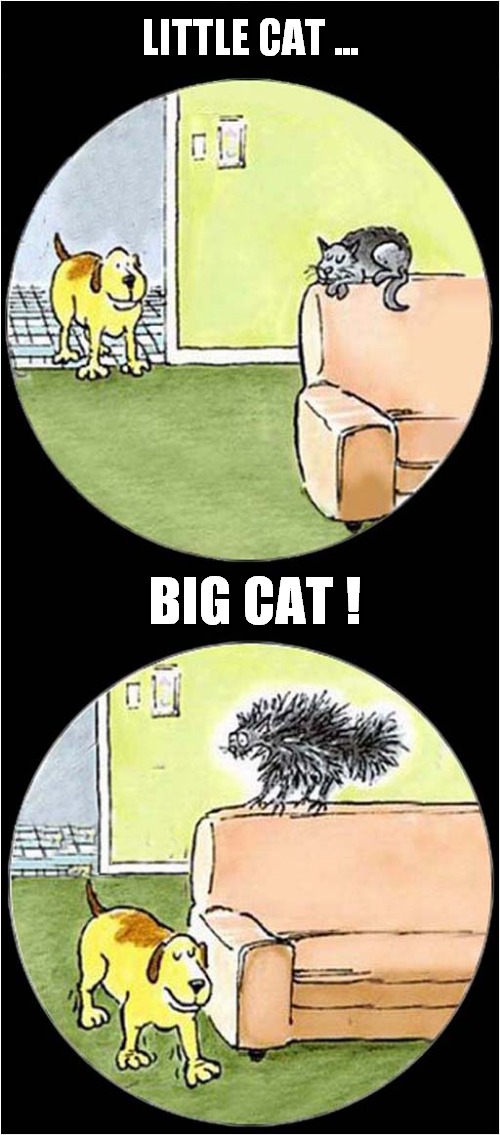 Doggy Amusement ! | LITTLE CAT ... BIG CAT ! | image tagged in dogs,cats,little,big,amusement | made w/ Imgflip meme maker