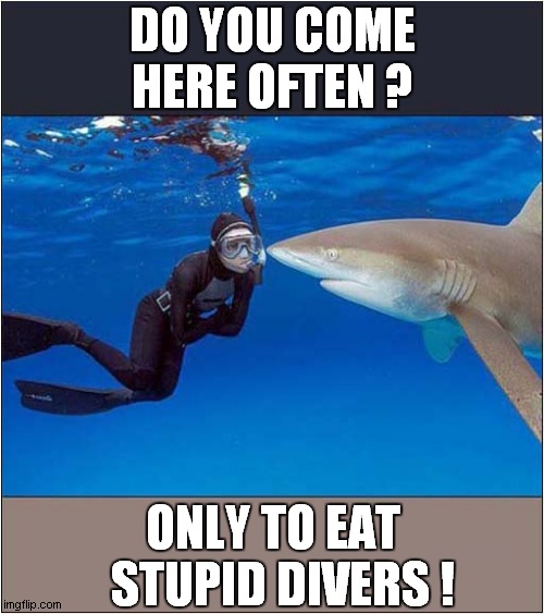 Diver Meeting Shark ! | DO YOU COME HERE OFTEN ? ONLY TO EAT   STUPID DIVERS ! | image tagged in diver,meeting,shark,dark humour | made w/ Imgflip meme maker
