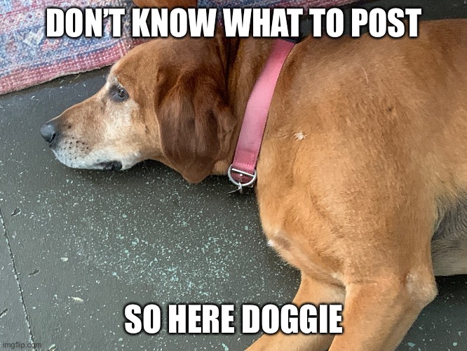 Doggie | DON’T KNOW WHAT TO POST; SO HERE DOGGIE | made w/ Imgflip meme maker