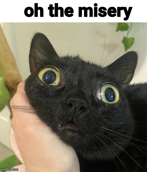 oh the misery | made w/ Imgflip meme maker